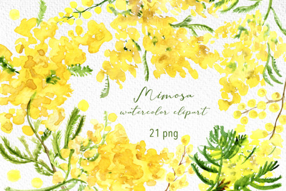 Mimosa Floral Watercolor Clipart, Spring: Your Passport to Soft, Artistic Designs